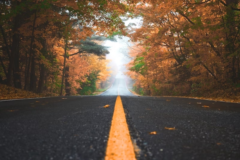 晨曦森林